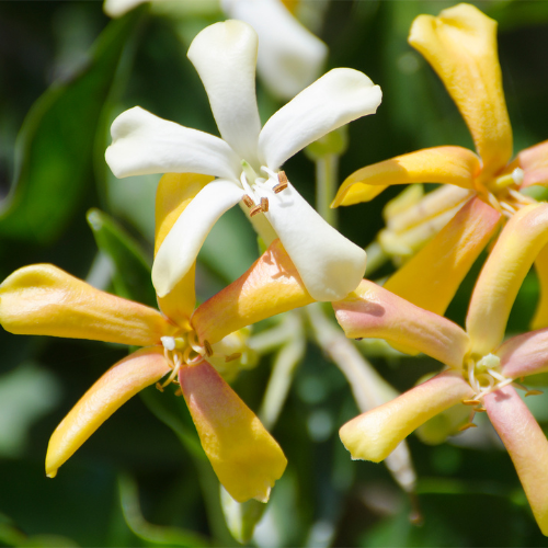 Close-up of Sweet Shade Tree flowers, showcasing their white and yellow petals. The flowers are star-shaped with a pleasant fragrance.