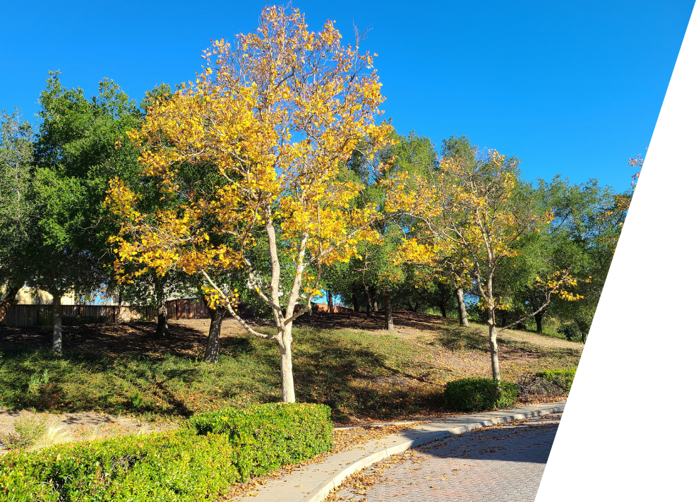 Sycamore Tree in the Fall, San Ramon California