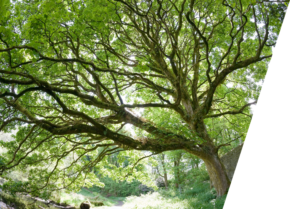 A large sycamore tree with lots of branches and leaves.