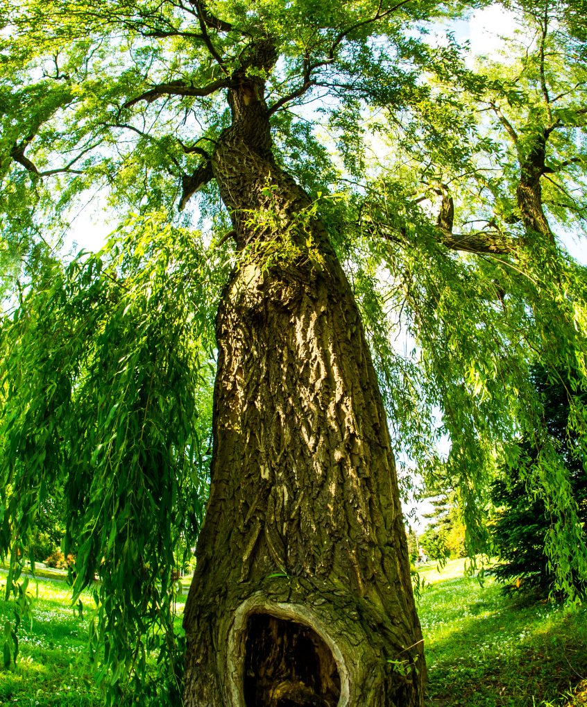 A tree with a hole in the middle of it.