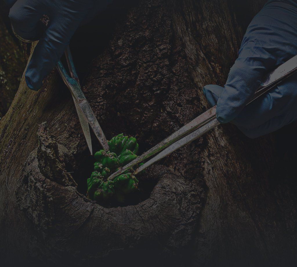 a tree's body being inspected by a certified arborist