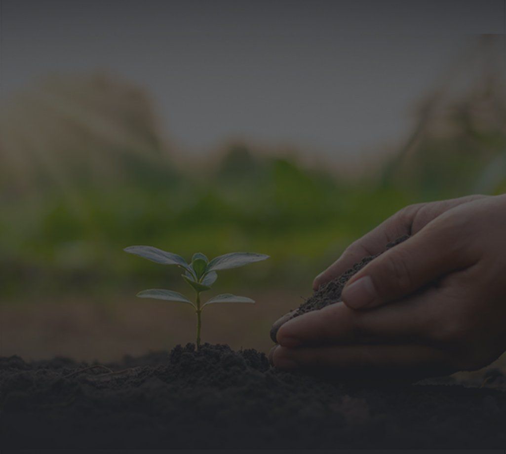 a professional arborist planting a sprout in healthy soil