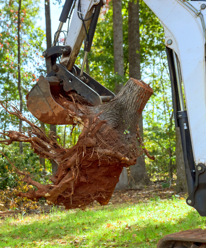 A large tree stump is being removed by an excavator.