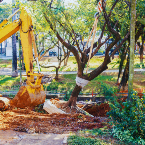 A yellow excavator is digging a hole for a tree