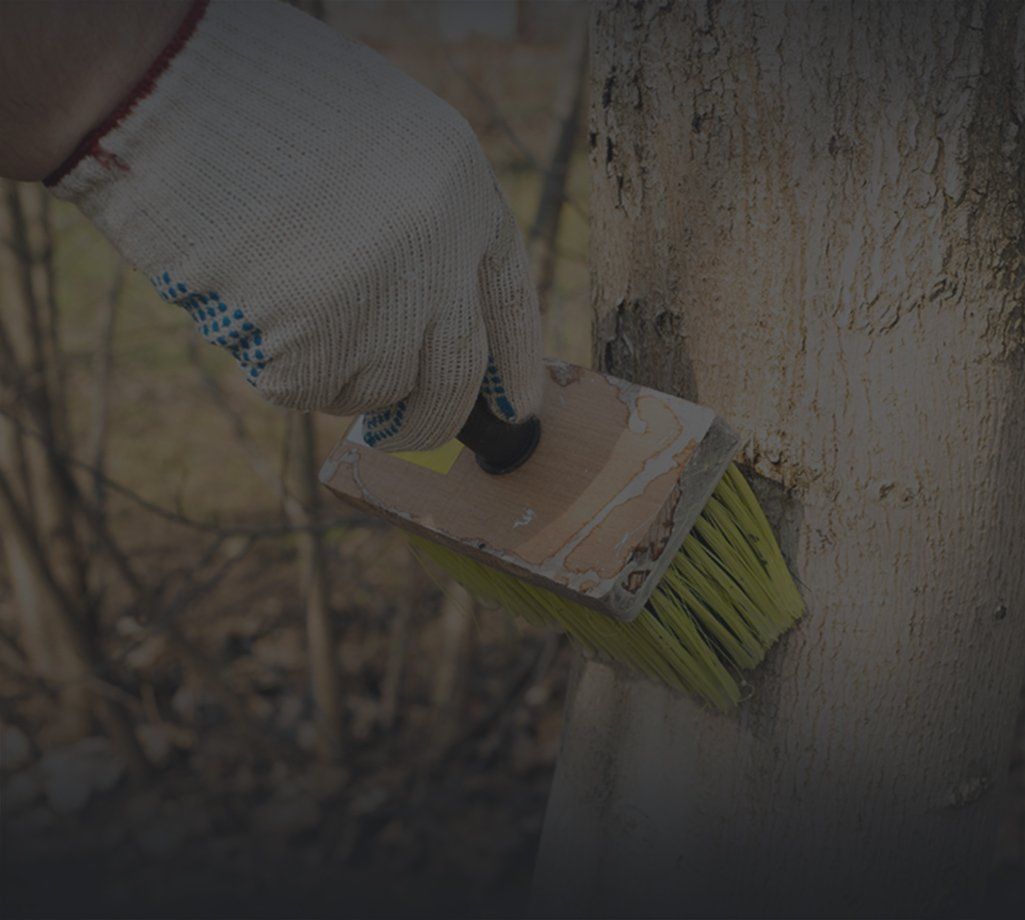 certified arborist treating tree with a brush