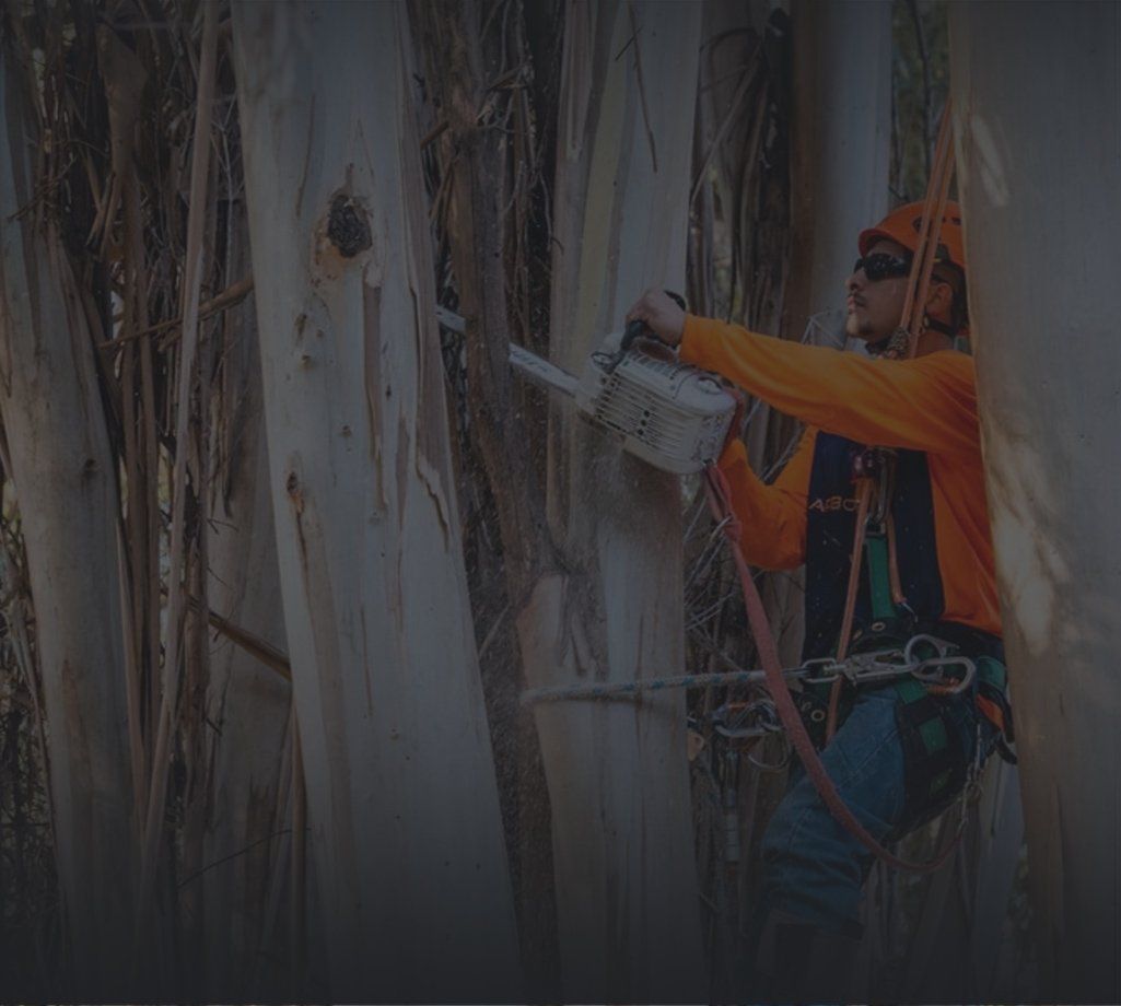 a professional arborist trimming tree branches with a chainsaw