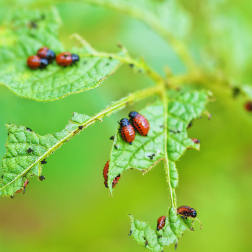 Close-up of leaves infested with red and black beetles, indicating a pest problem affecting the plant's health.