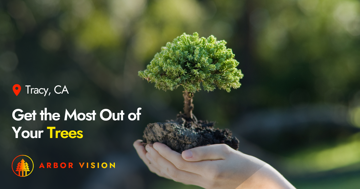 Tracy CA Tree Service Company • Certified Arborist • Arbor Vision, Inc