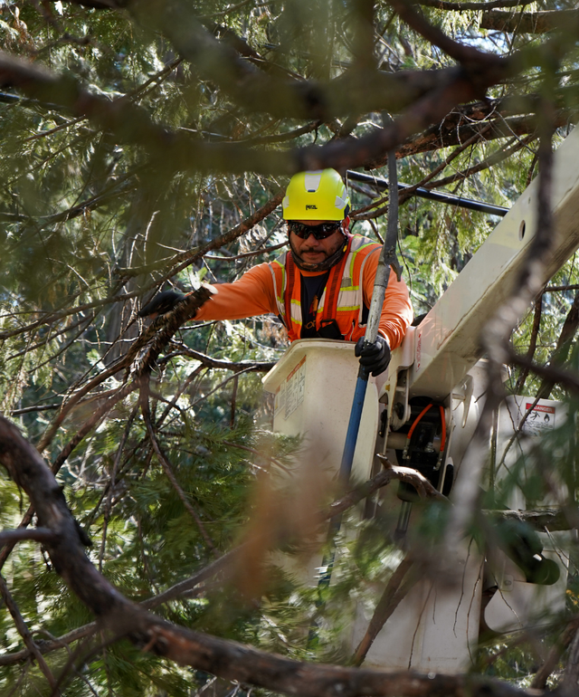 Tree trimmer service Hayward, CATree Trimmer Service - Tree