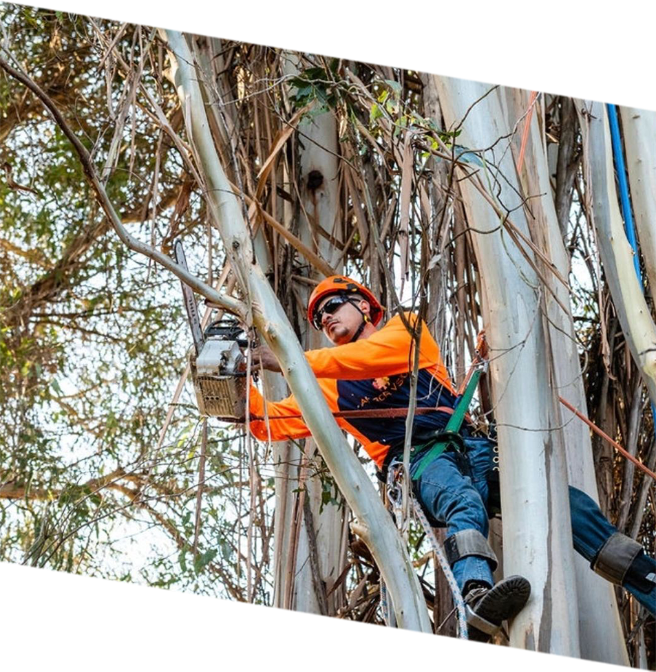 A tree trimmer wearing safety gear and a harness is cutting branches while secured among the tall trunks of a eucalyptus tree.