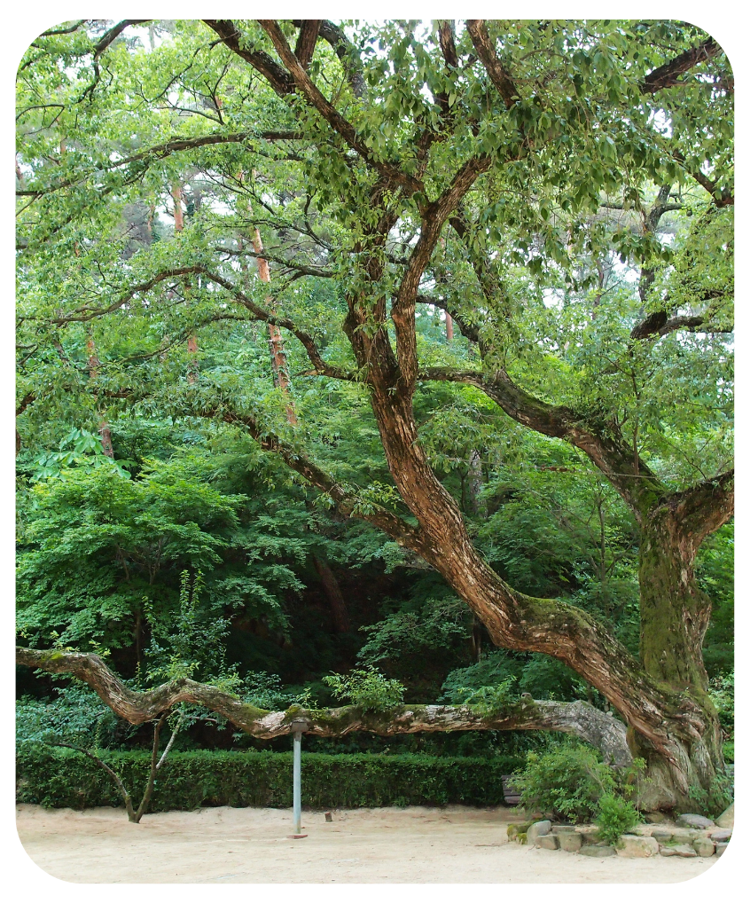 A large tree with lots of branches and leaves in a park.