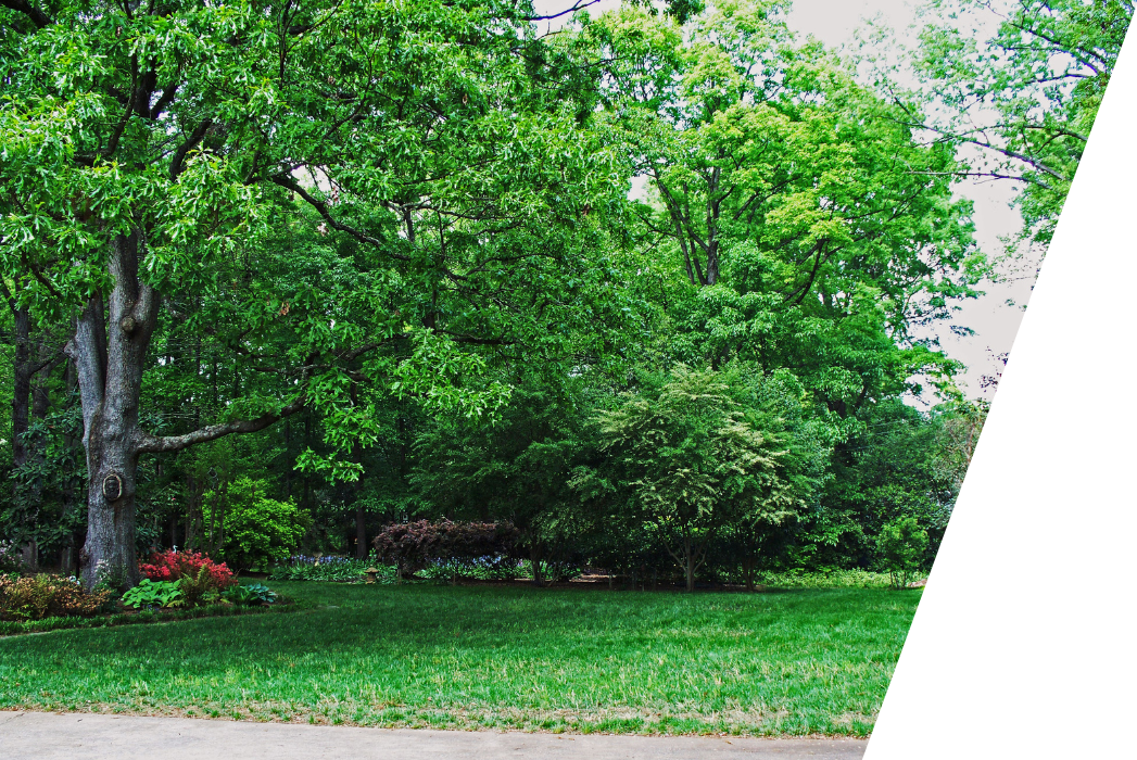 A backyard with trees