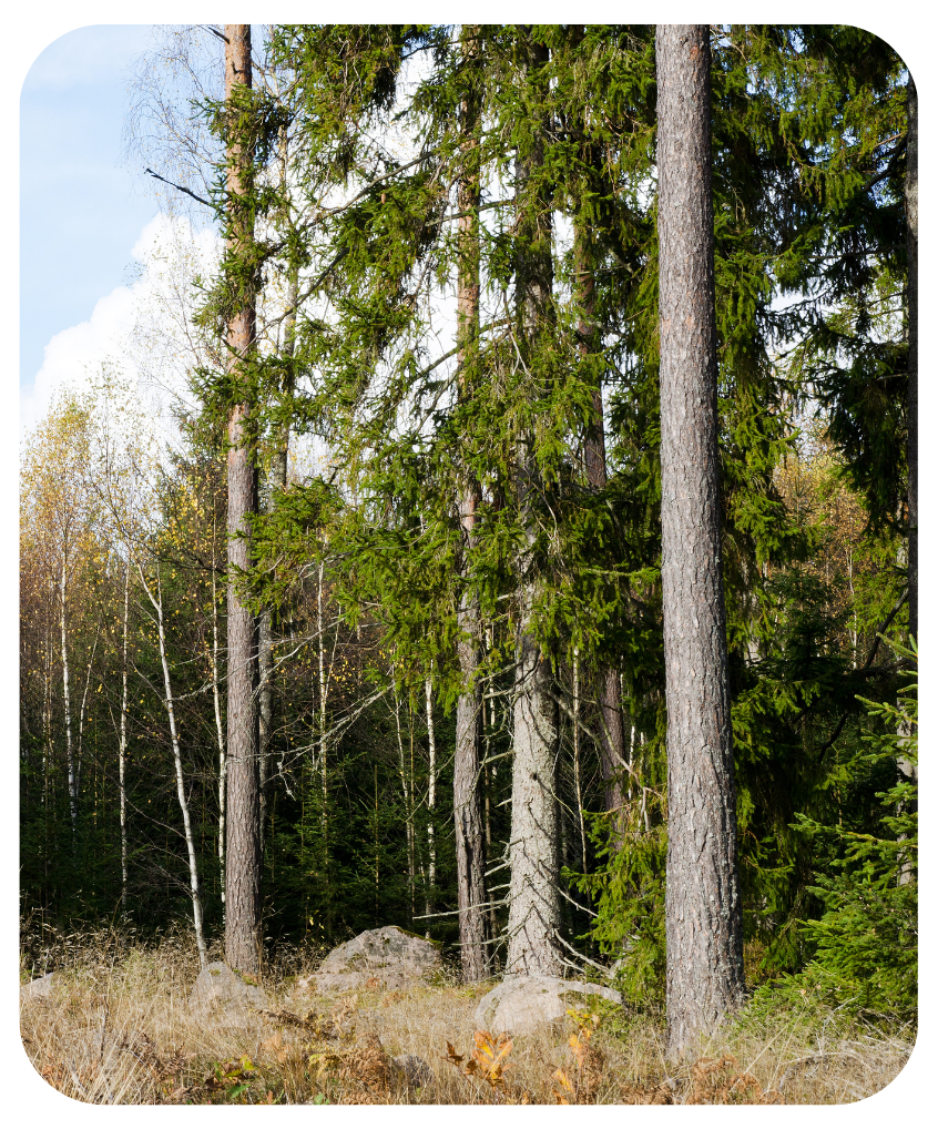 A forest with lots of trees and a rock in the middle