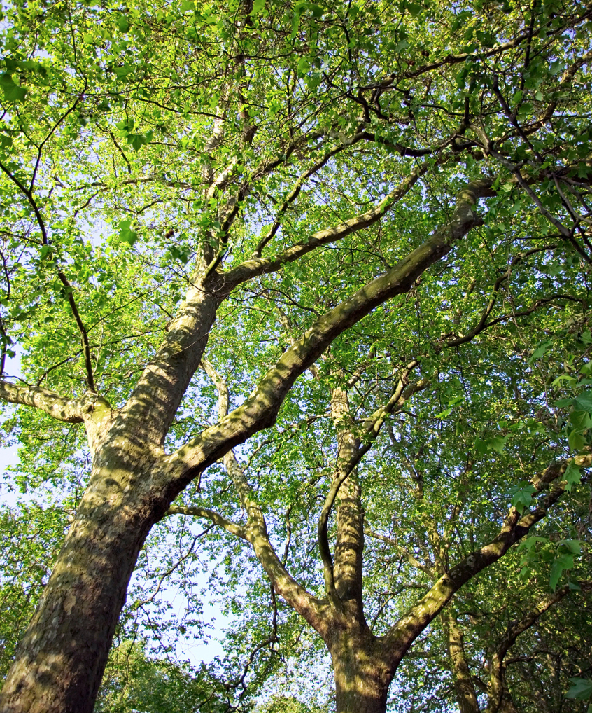 Looking up at a tree with lots of green leaves