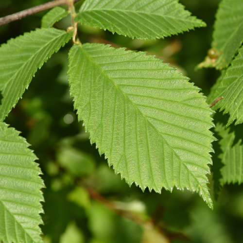 Close-up view of green serrated leaves of Ulmus pumilia, also known as Siberian Elm.
