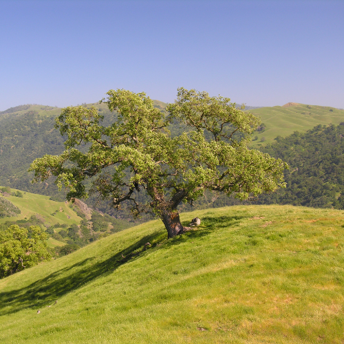 A solitary Valley Oak tree on a grassy hillside with rolling green hills in the background.