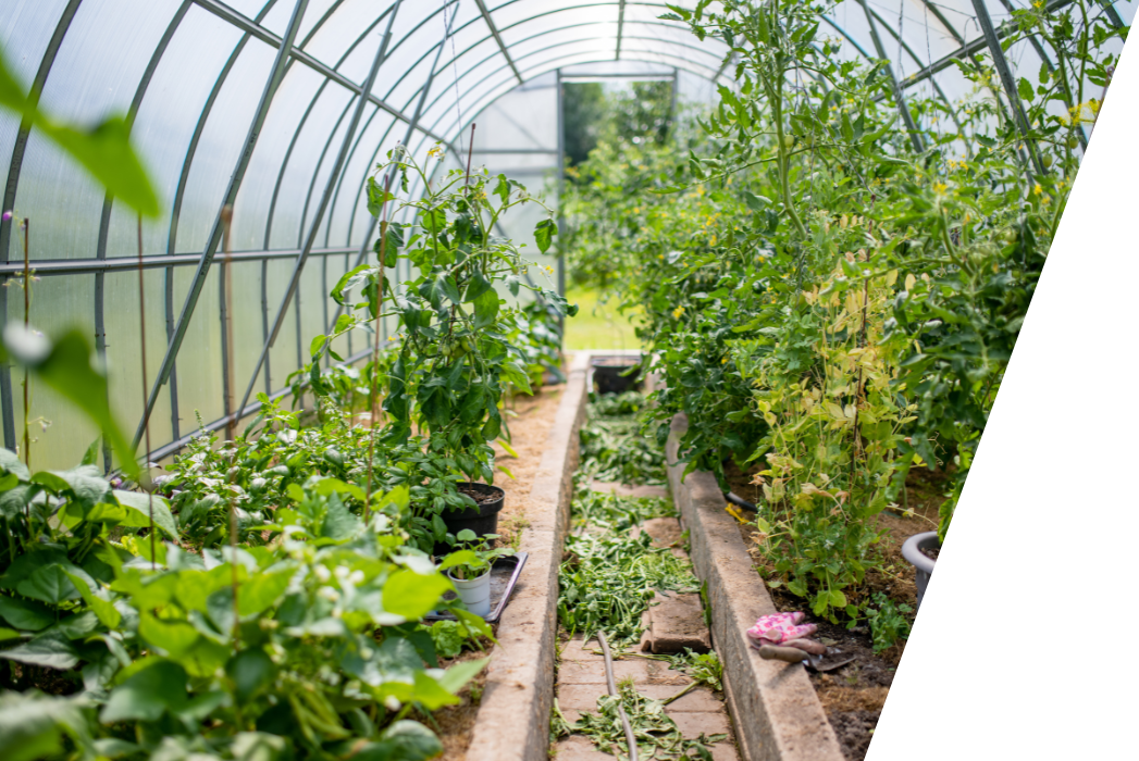 A greenhouse filled with lots of plants and vegetables.