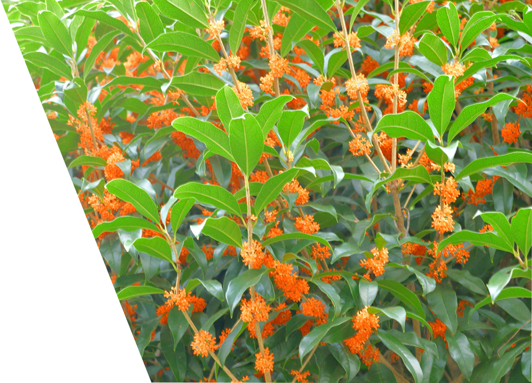 Vibrant orange flowers bloom on a lush Fragrant Tea Olive tree, showcasing its dense green foliage.