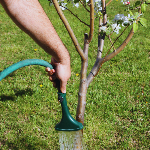 A person waters a young tree with a hose, ensuring the soil around the roots stays hydrated.