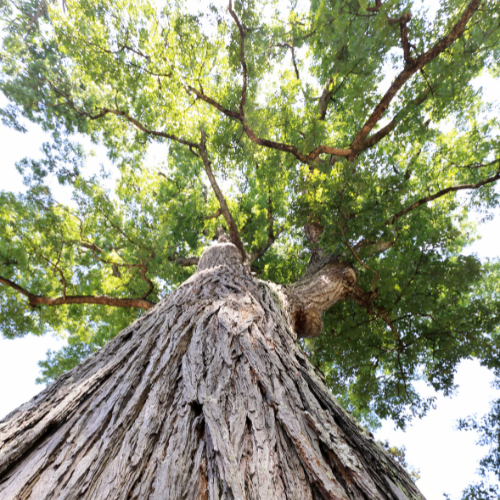 Looking up at a Western Mountain Mahogany tree with a textured trunk and dense green foliage.