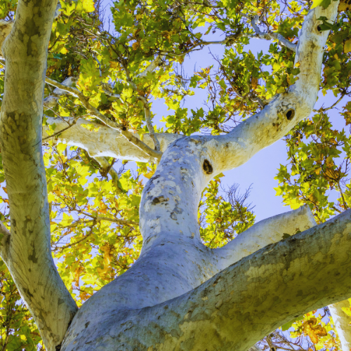 Upward view of a Western Sycamore tree with green leaves against a blue sky.