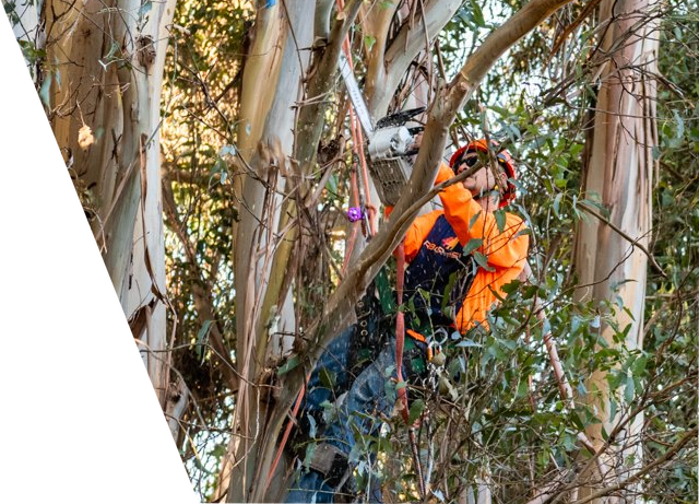 A man is cutting a tree with a chainsaw.