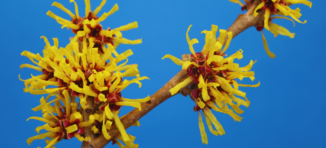 Bright yellow, spidery witch hazel flowers against a vivid blue background.