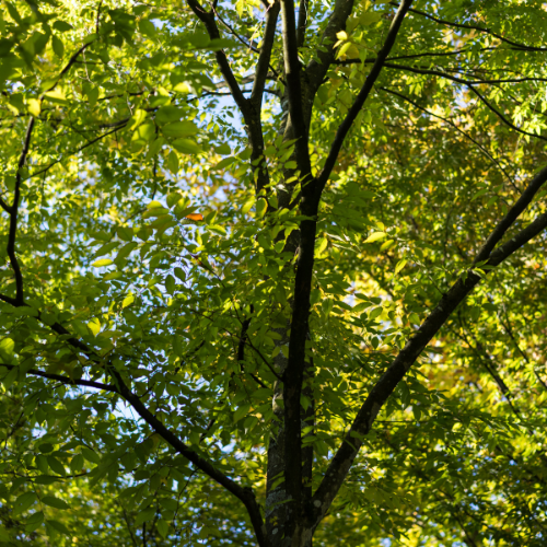Canopy view of Zelkova serrata, or Japanese Zelkova, with lush green leaves and spreading branches.