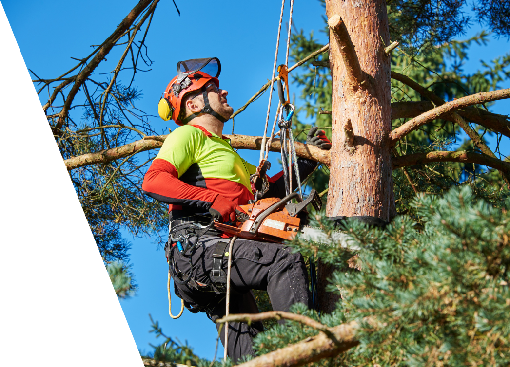 certified arborist with saw and harness climbing a tree