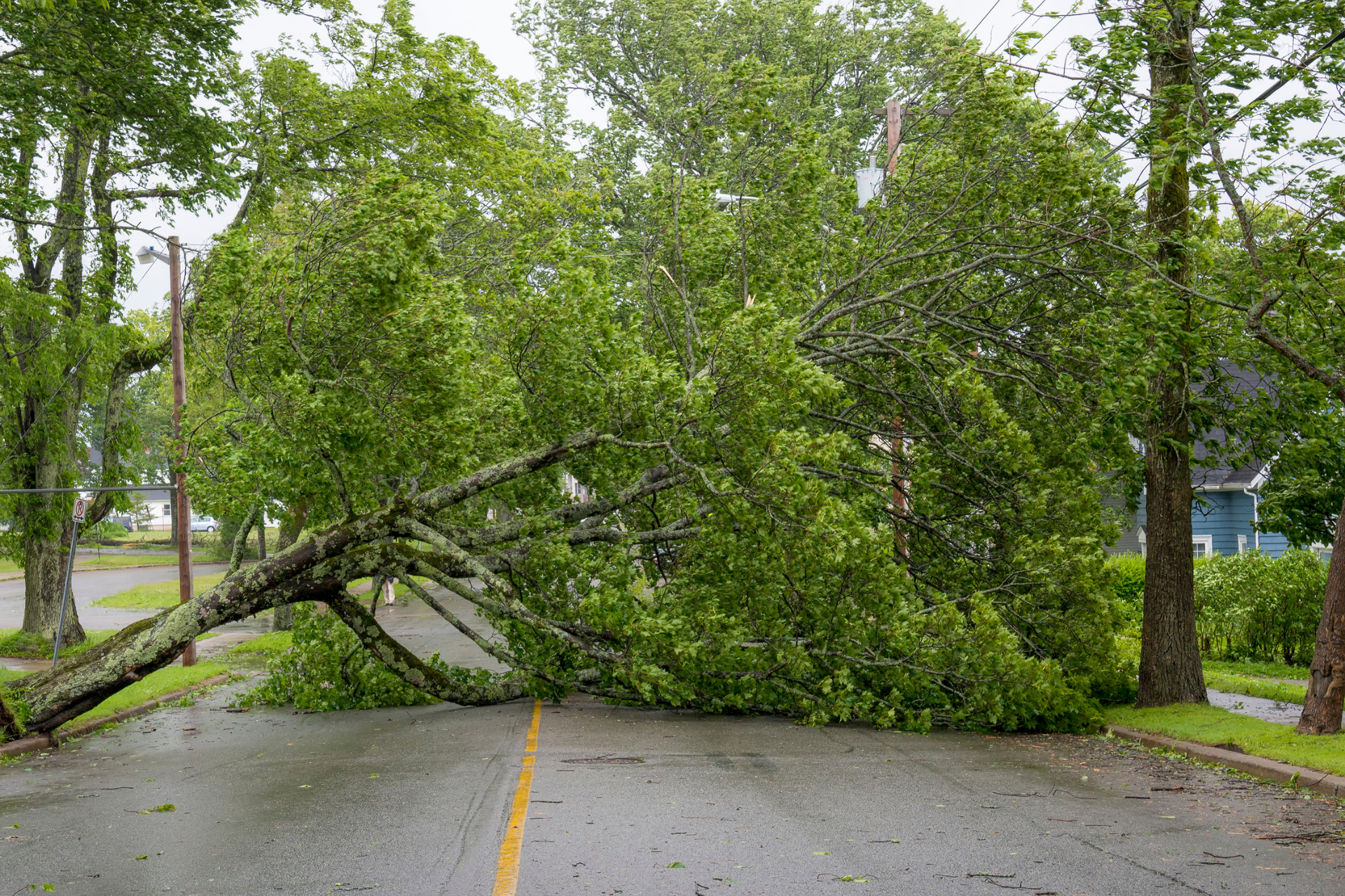 large fallen tree across the road, emergency tree removal