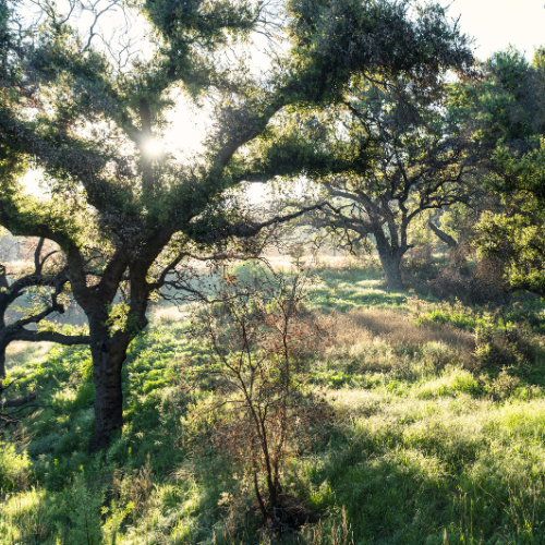 Sunlight filtering through the branches of native trees in a lush, green landscape.