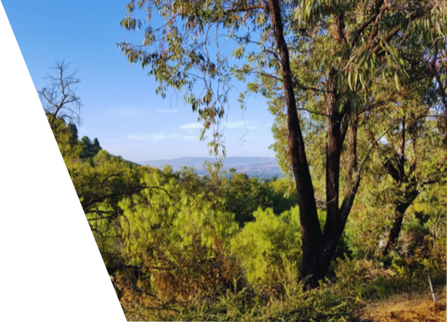 Scenic view of native trees in a San Ramon landscape with hills and clear sky.