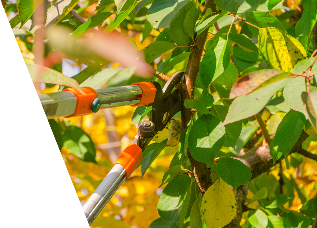 Close-up of pruning shears cutting a branch of a fruit tree with green and yellow autumn leaves, demonstrating fall care for tree health.