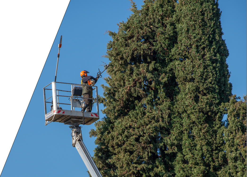 arborist pruning a tree on a mobile platform