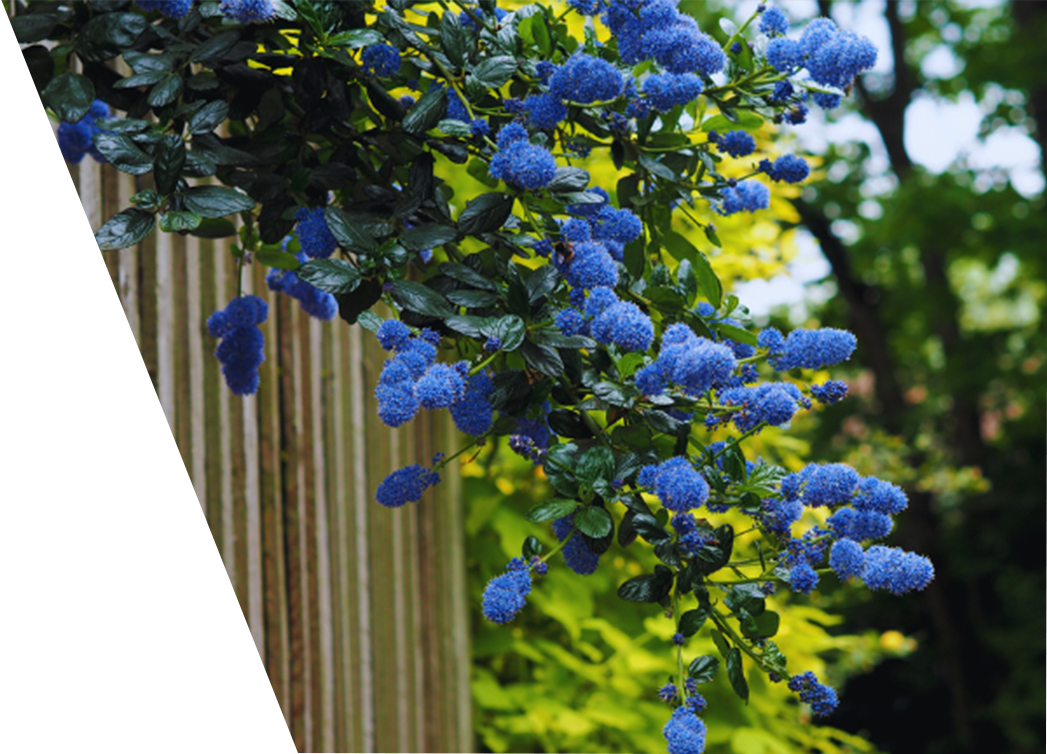 A branch of Ceanothus with vibrant blue flowers cascades over a wooden fence.