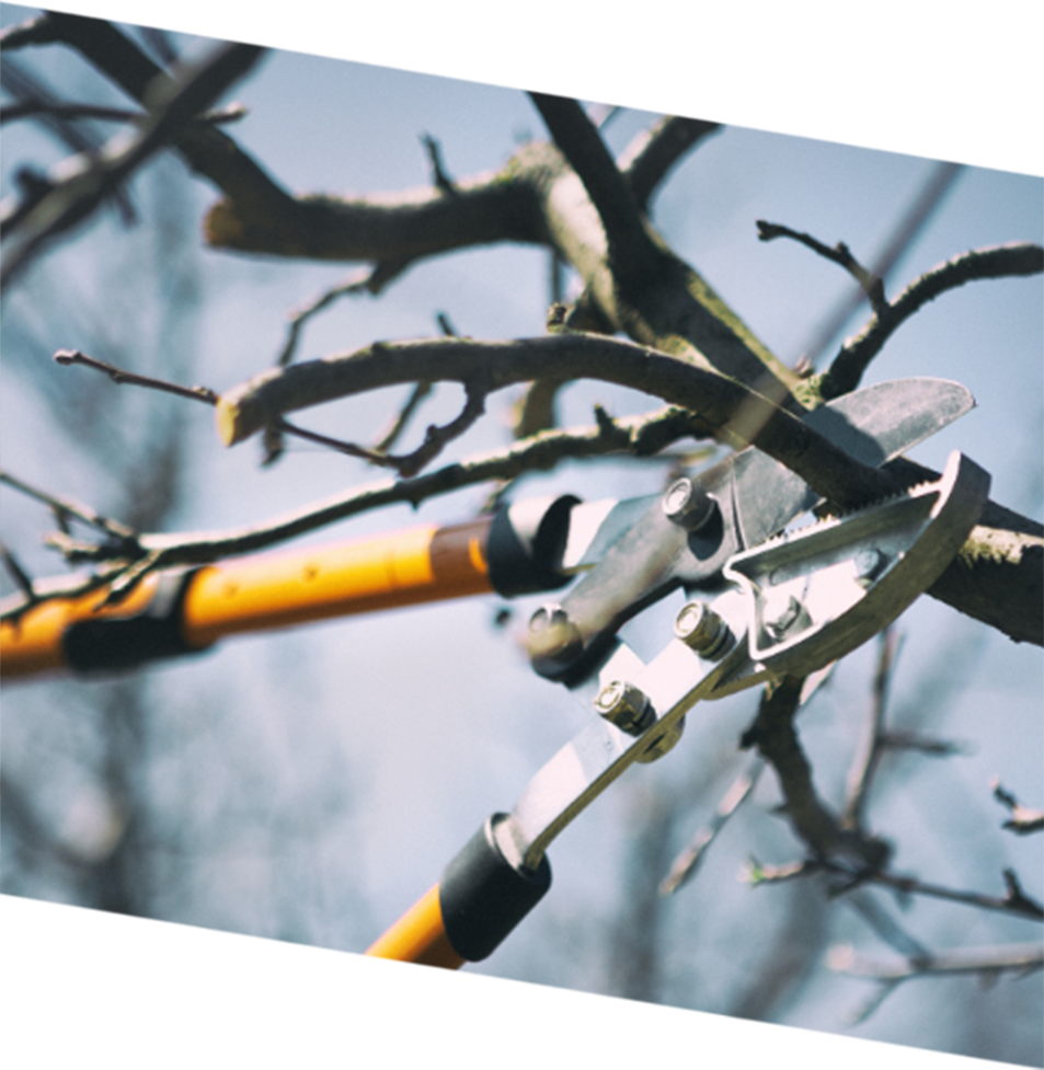 Tree pruning shears are poised to trim bare branches, suggesting seasonal tree care during winter.
