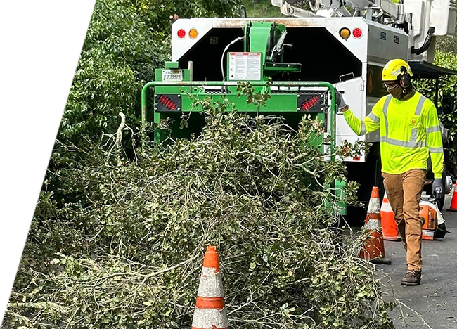 A worker wearing safety gear operates a tree chipper machine, feeding branches into it.