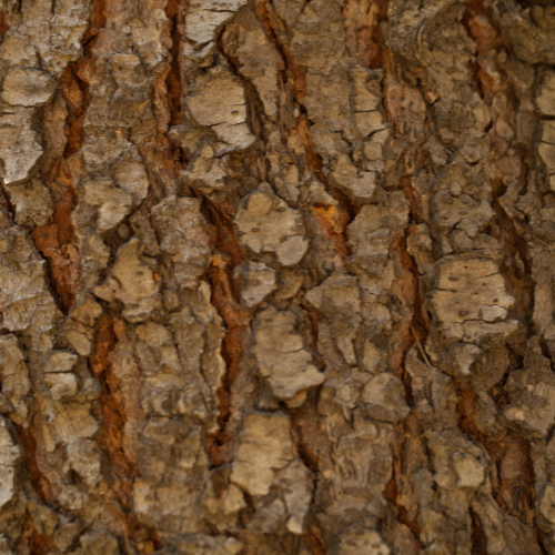 Close-up of healthy tree bark texture