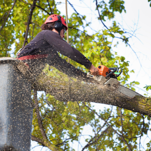 A man is cutting a tree branch with a chainsaw.
