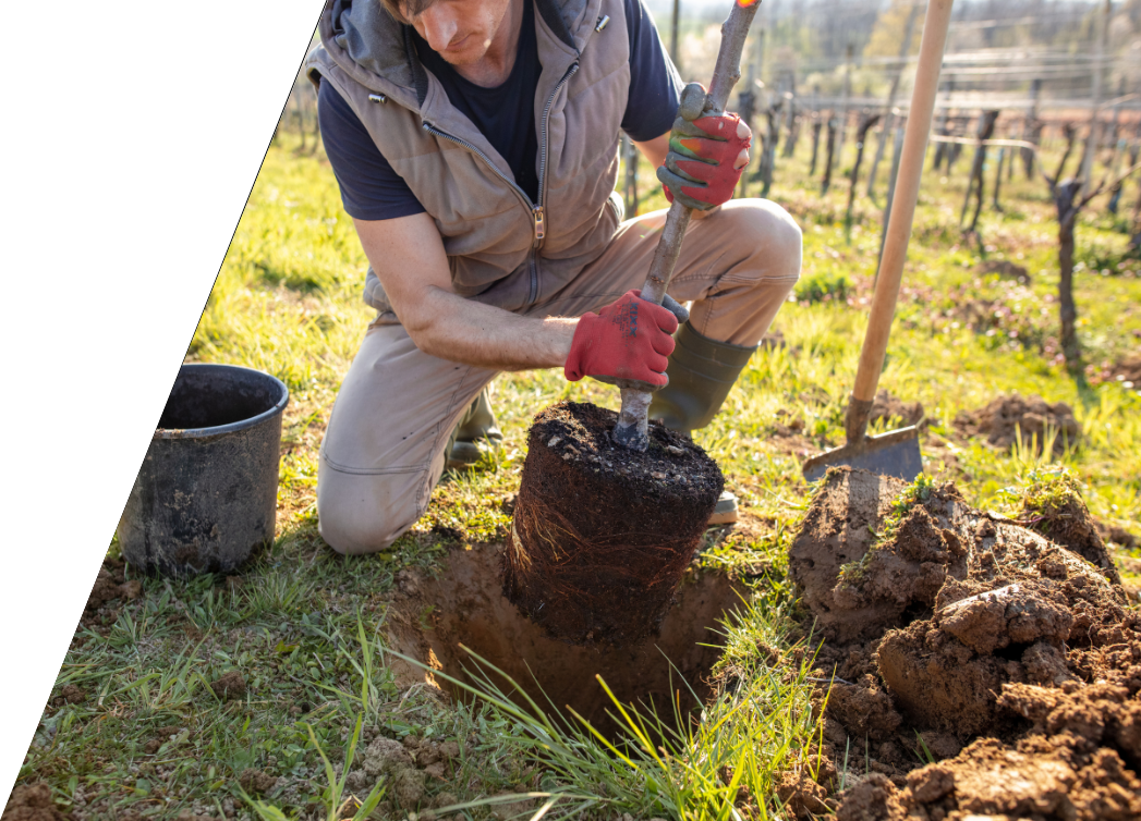 man crouching while planting a tree in grass near a vineyard