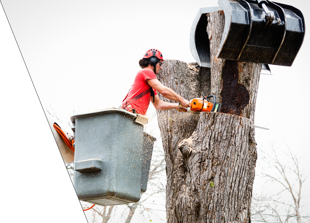 arborist expert working on removing a tree with chainsaw and heavy equipment