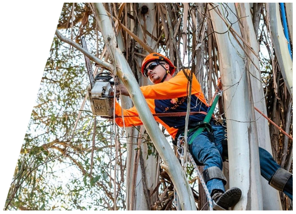 certified arborist with saw and harness in the tree cutting a branch