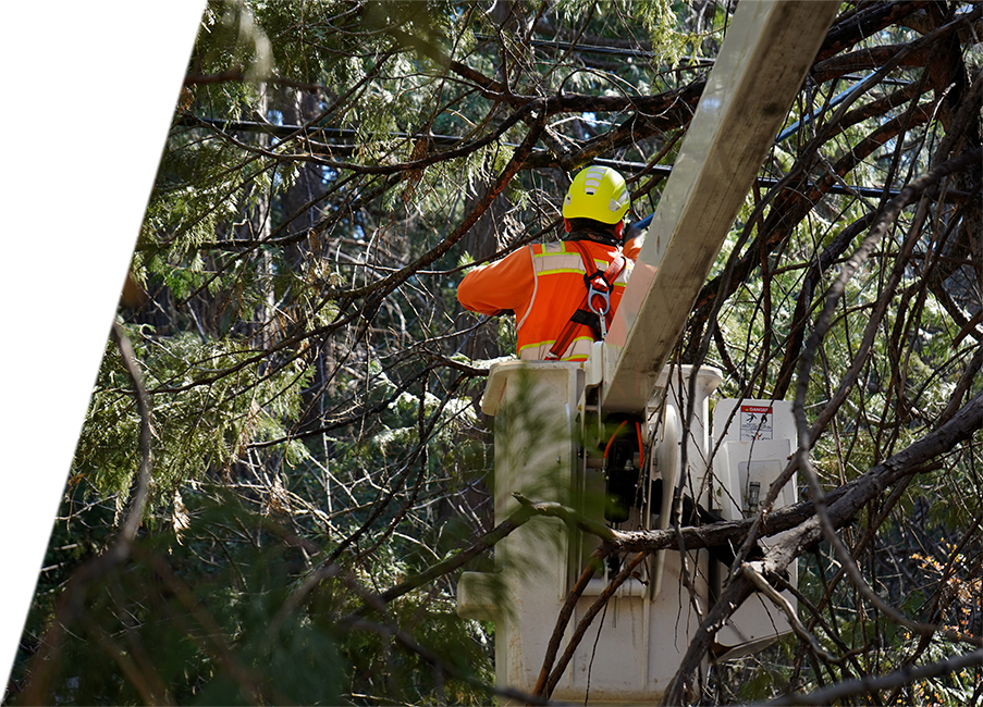 Arbor vision member in safety gear trims tree branches from a bucket lift surrounded by dense foliage