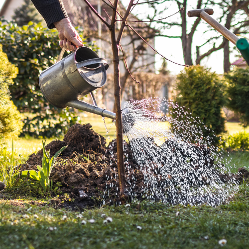 Person watering the base of a young fruit tree with a watering can.