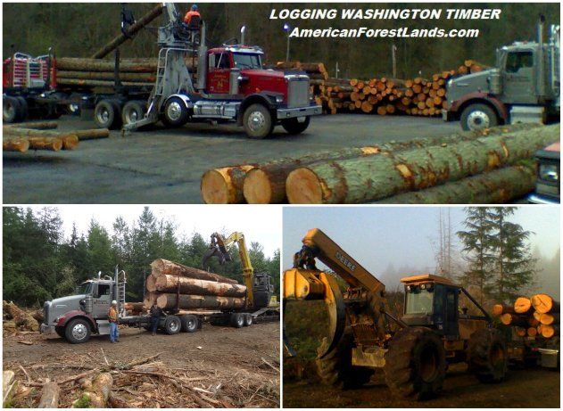 Transporting Tree Logs — Maple Valley, WA — American Forest Lands Washington Logging Company LLC