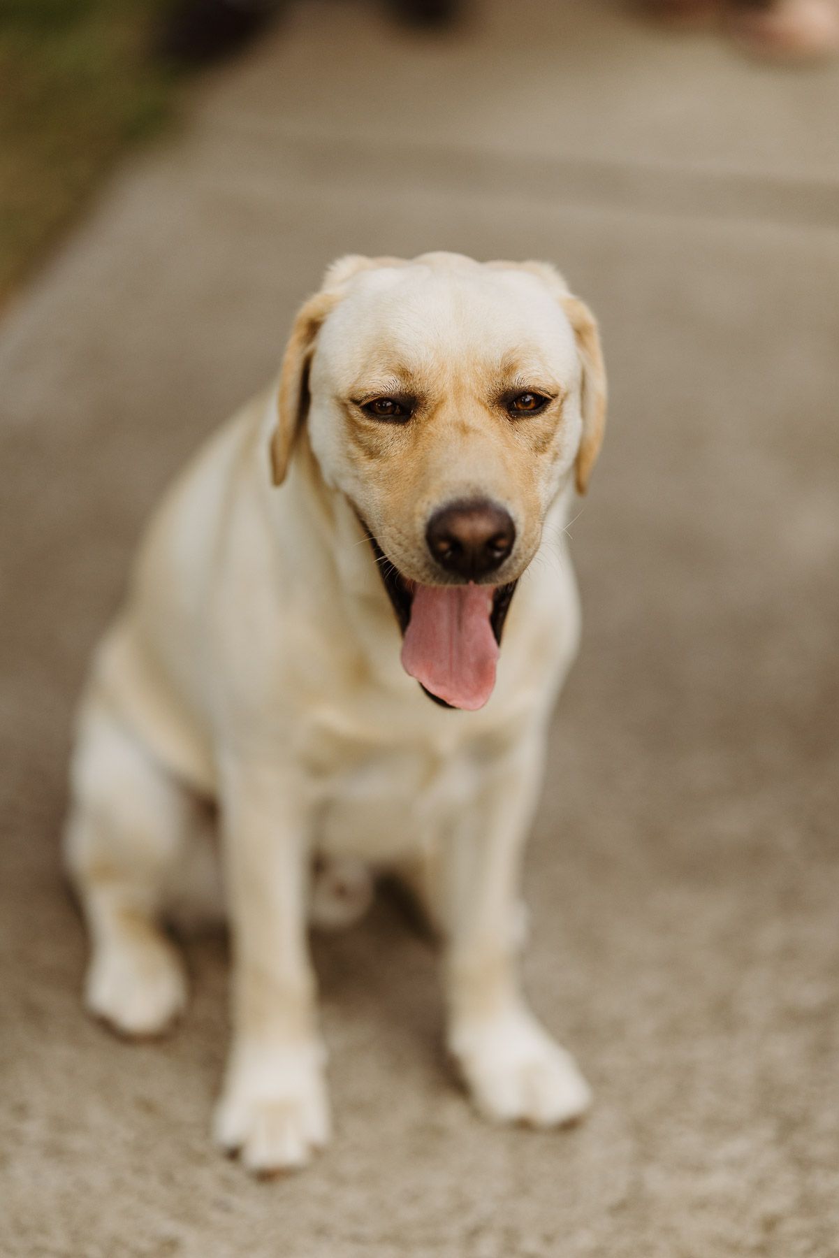Cream-colored Labrador sitting on a concrete path with tongue out, looking at the camera.