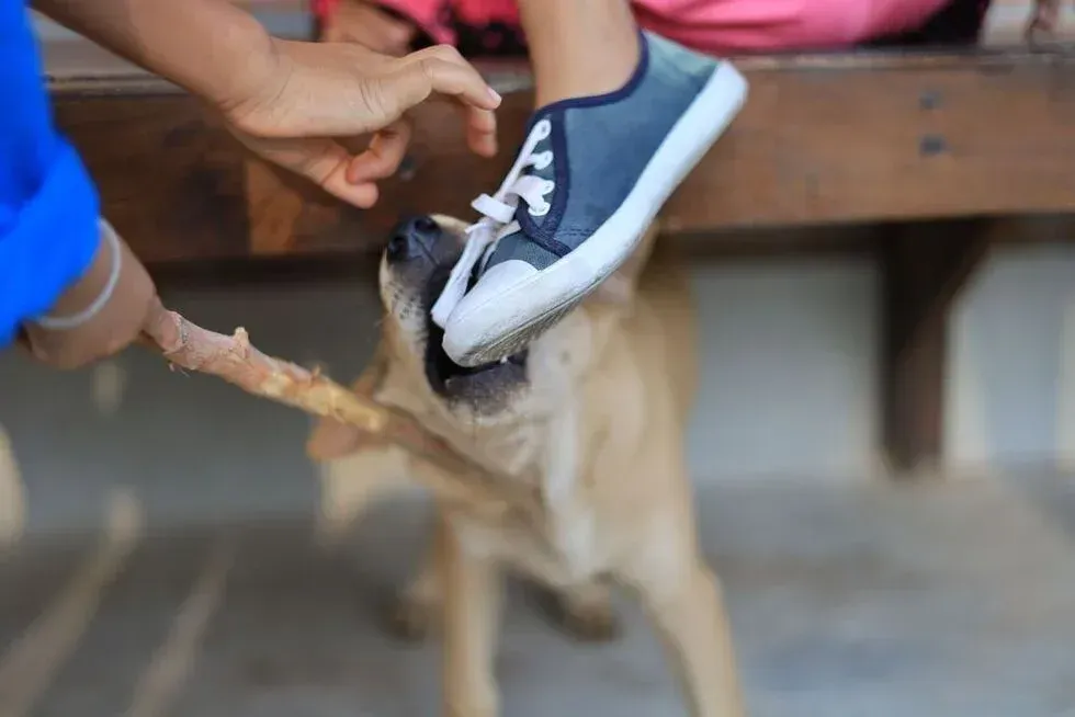 Dog biting a shoe held up by a person's foot, while another person holds a stick.