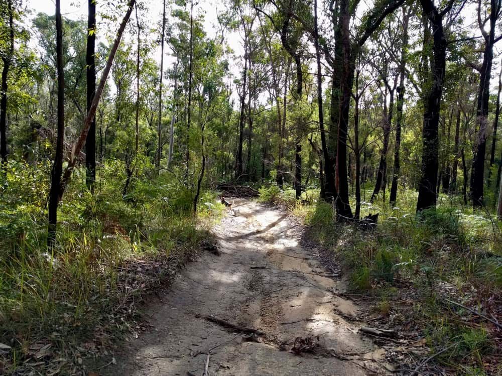 A Dirt Road In The Middle Of A Forest Surrounded By Trees — The Kitchen & Bathroom Doctor in Medowie, NSW