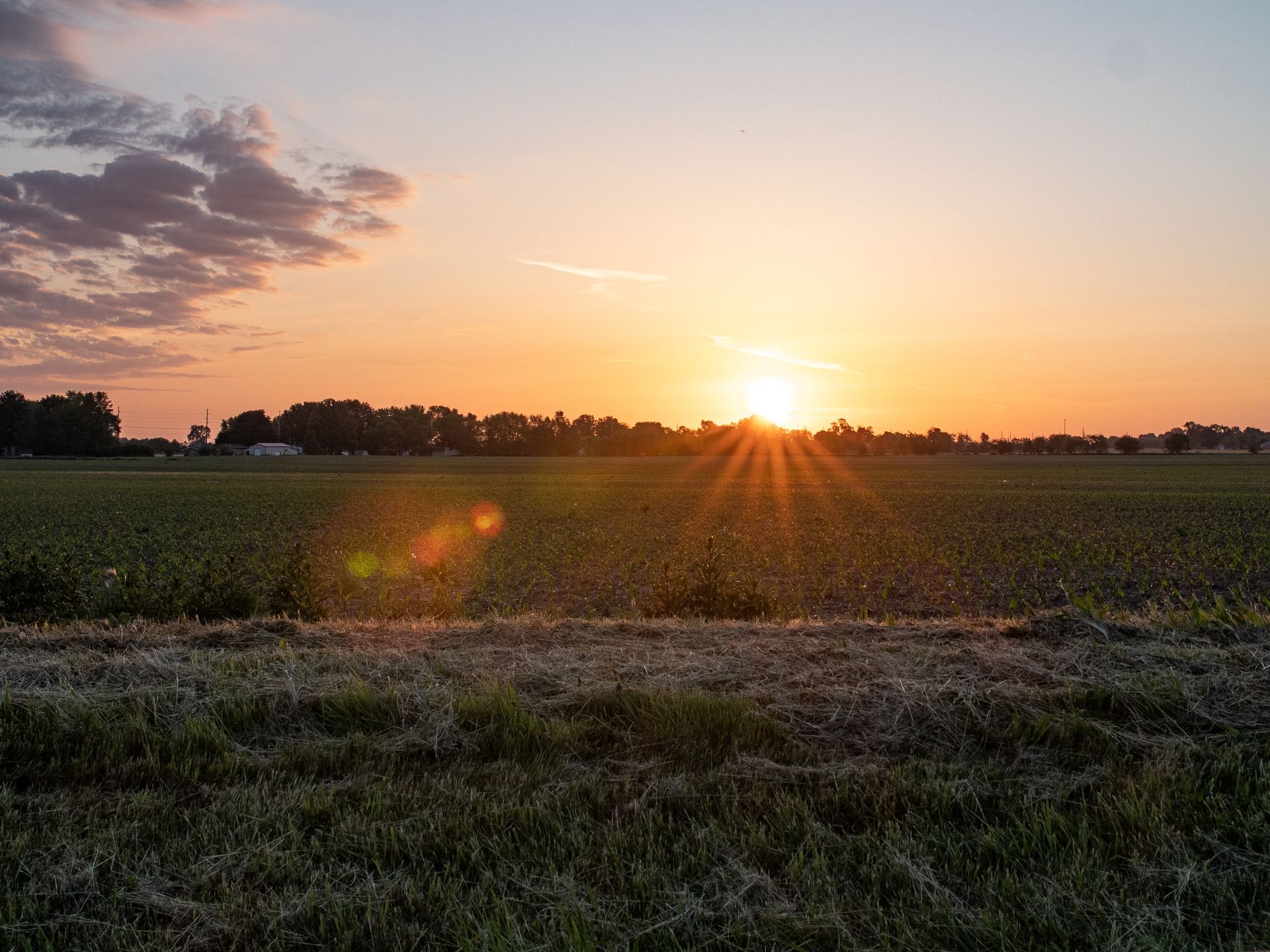 The sun is shining through the trees in a field