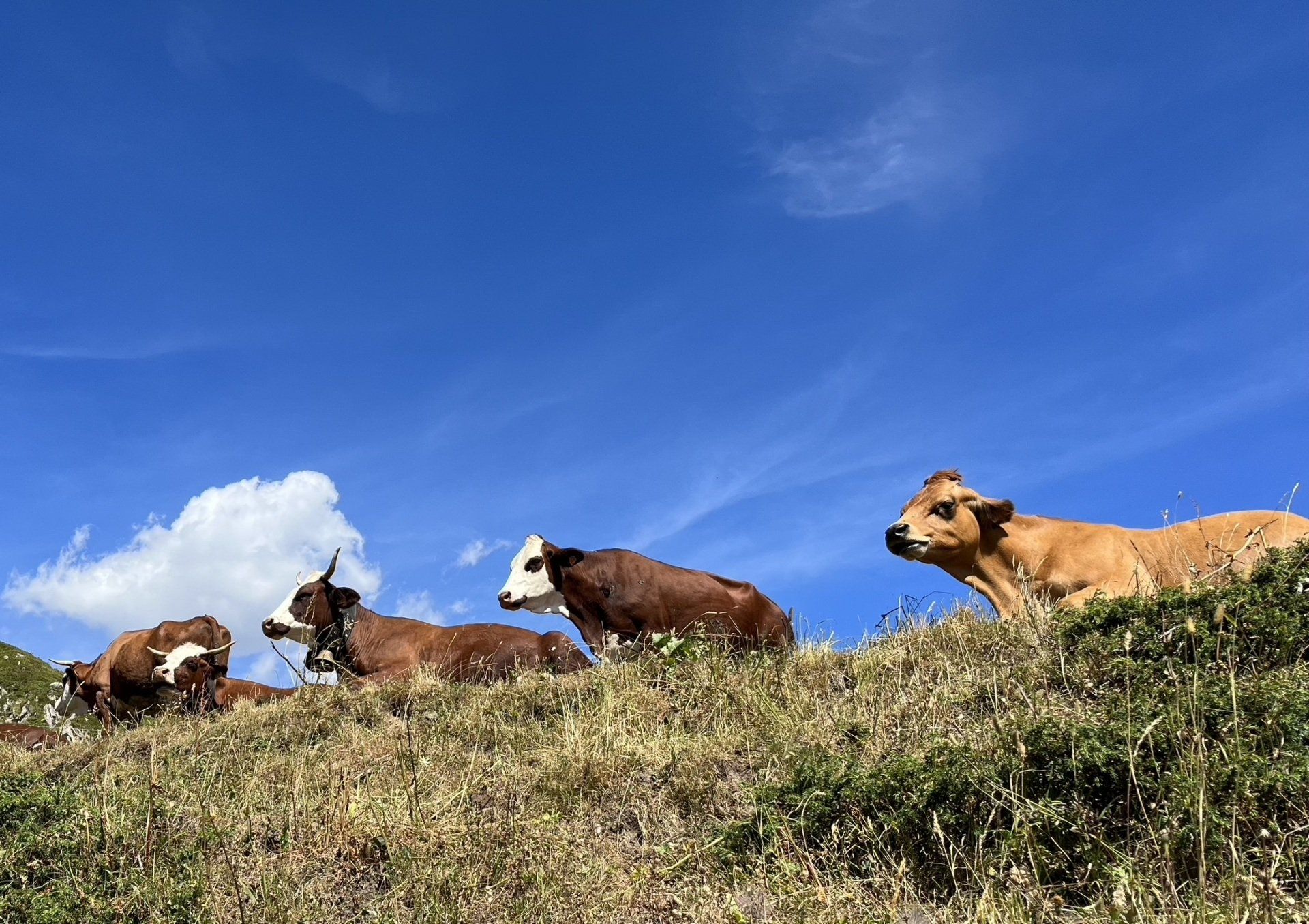Cows relaxing on the Pasture